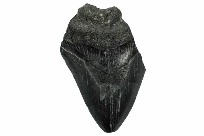 Partial Megalodon Tooth - South Carolina #332258